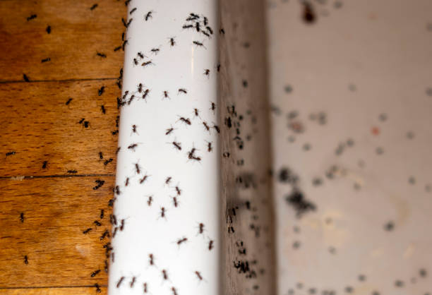 Best Affordable Pest Control Services  in Hanford, CA