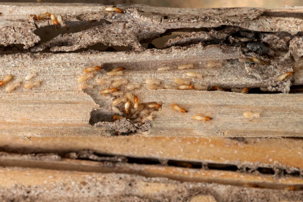 Best Affordable Exterminators  in Hanford, CA